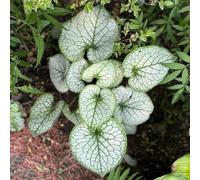 Semi di non-ti-scordar-di-me del Caucaso - perenni giardino in vaso resistenti alla tappezzatura 150pcs