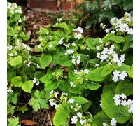 Semi di non-ti-scordar-di-me del Caucaso - rare Brunnera macrophylla - semi di per esterno resistenti all'inverno resistenti per il giardino 150pcs