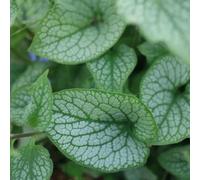 Semi di non-ti-scordar-di-me del Caucaso - resistenti per il giardino Brunnera macrophylla - semi biologici per giardino 30pcs