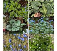 Semi di non-ti-scordar-di-me del Caucaso - semi di Brunnera macrophylla - da giardino roccioso resistenti da balcone perenni semi da giardino 550pcs