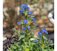 Semi di non-ti-scordar-di-me del Caucaso - semi di Brunnera macrophylla - per esterno resistenti all'inverno da giardino roccioso resistenti resistenti 200pcs