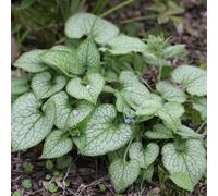 Semi di non-ti-scordar-di-me del Caucaso - semi di perenni Brunnera macrophylla - semi di esotiche decorazione da giardino per esterni per esterno resistenti 250pcs