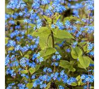 Semi di non-ti-scordar-di-me del Caucaso - tappezzanti resistenti aiuola rialzata da giardino balcone 500pcs