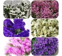 Semi di nontiscordardime, da balcone farfalle resistenti semi di selvatici d'appartamento per luoghi soleggiati come bomboniera 450pcs