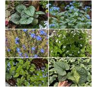 Semi di nontiscordardime del Caucaso, per esterno resistenti all'inverno Brunnera macrophylla, vecchie varietà perenni rare decorazione da giardino 450pcs