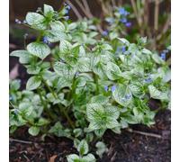 Semi di nontiscordardime del Caucaso, resistenti Brunnera macrophylla, resistenti per il giardino perenni da balcone 30pcs
