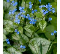 Semi di nontiscordardime del Caucaso, semi di perenni Brunnera macrophylla, resistenti per il giardino da giardino roccioso da balcone 200pcs