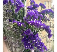 semi di nontiscordardimé, giardino sul balcone decorazioni 50pcs