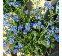 semi di nontiscordardime,semi di di nontiscordardime,resistenti per il giardino,colorate da balcone,per luoghi soleggiati semi di to,150pcs