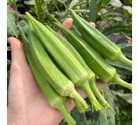 Semi di Okra biologico, giardino sul balcone resistenti per giardino di vecchie varietà resistenti per il giardino 400pcs