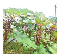 semi di okra - da balcone giardino semi resistenti per il giardino balcone - rars interni 200pcs