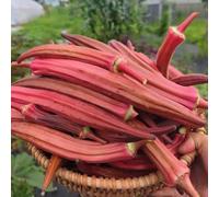 Semi di Okra, da giardino roccioso resistenti morso alto semi esotiche semi per giardino di verdi 200pcs