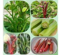 Semi di Okra, d'appartamento esotiche invernale semi vecchie varietà semi di antichi giardino sul balcone 150pcs