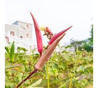 semi di okra in vaso vecchie varietà antiche varietà giardino, resistenti, longeve Aiuole rialzate per il giardino interno sul 85pcs