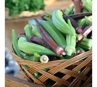 semi di okra perenni resistenti per interni - Serie raras - balcone resistenti semi balcone 120pcs