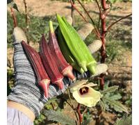 semi di okra semi di okra per interni biologici, resistenti per il giardino 250pcs