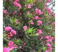 Semi di oleandro - giardino di arbusti esotico per i luoghi soleggiati balcone vecchie varietà semi per giardinieri arbusti resistenti 25pcs