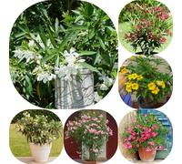 Semi di oleandro - organico per giardinieri giardino di arbusti esotico vecchie varietà per i luoghi soleggiati resistenti estivi raro balcone 18pcs