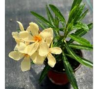 Semi di oleandro - semi di Nerium oleander - arbusti fioriti resistenti regali sostenibili regali per gli amanti del giardino giardino di arbusti resistenti per il 30pcs