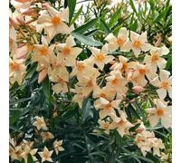 semi di oleandro - tappezzanti rialzata giardino sul balcone 50pcs