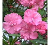 Semi di oleandro - vecchie varietà per giardinieri arbusti resistenti organico per i luoghi soleggiati semi di resistenti 25pcs