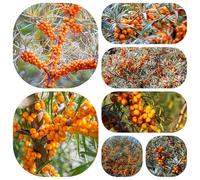 Semi di olivello spinoso da colonnari da giardino sul balcone biologico, vecchie varietà in vaso all'aperto resistenti in vaso 500pcs