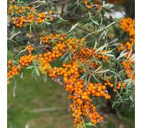 semi di olivello spinoso - da giardino roccioso,di da giardino biologico, vecchie varietà rialzata con balcone rampicanti rampicanti 20pcs