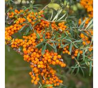 Semi di olivello spinoso da serre da balcone resistenti giardino roccioso,di raro rampicanti biologico, vecchie 100pcs