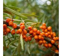 Semi di olivello spinoso rampicanti rialzata da giardino con balcone serre da balcone biologico, vecchie varietà resistenti in vaso 250pcs