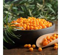 semi di olivello spinoso - resistenti esterno balcone esotiche giardino 50pcs