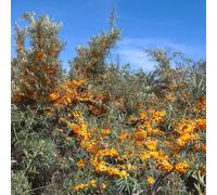 semi di olivello spinoso - rialzata da giardino con balcone da appartamento esotiche serre balcone copertura del terreno biologico, 40pcs