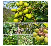 semi di olivo - biologico, varietà antiche interna esterno rialzata giardino sul balcone rampicanti decorazione 30pcs