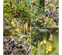 semi di olivo - Olivo - Serie Rare decorative di semi esotici resistenti bonsái balcone resistenti 5pcs