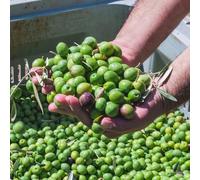 Semi di olivo, resistente Olea europea, antiche varietà semi di esotiche resistenti per il giardino 25pcs