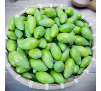 semi di olivo - resistenti d'appartamento esotiche raro rampicanti biologico, varietà antiche interna interna in vaso all'aperto 25pcs