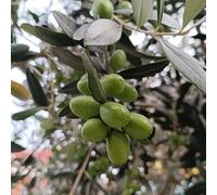 Semi di olivo, resistenti Olea europea, le sono resistenti semi di antiche varietà da balcone Compra 15pcs