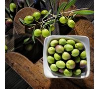 Semi di olivo, resistenti Olea europea, resistenti per il giardino rustiche per balconi fresca, colonnare da frutto colonnari 15pcs