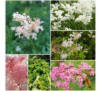 Semi di Olmaria biologici, per aiuole rialzate resistenti per il giardino semi di aromatiche rare semi di selvatiche tappezzanti 350pcs