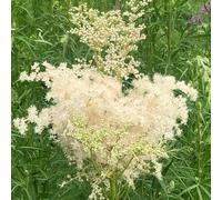 Semi di olmaria, resistenti per il giardino da giardino roccioso resistenti giardino aromatiche sul balcone semi di medicinali 450pcs