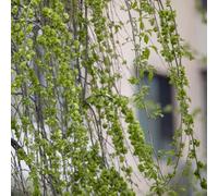 Semi di olmo, esotiche giardino in vaso varietà antiche raro 10pcs