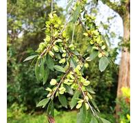 Semi di olmo - resistente appartamento esotiche regali 200pcs