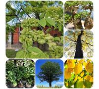 Semi di olmo, Ulmus pumila, semi di varietà antiche Semi di olmo cinese, Le da giardino 50pcs