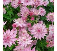 Semi di ombrella stellata, Astrantia maggiore da balcone semi di campo perenni 200pcs