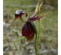 Semi di orchidea anatra volante, Caleana major, decorazione da giardino per esterni vecchie varietà semi di farfalle regali per giardinieri perenni 30pcs