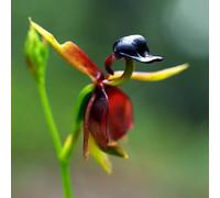 Semi di orchidea anatra volante, Caleana major, di giardino di semi di selvatici serre da balcone da balcone semi di orchidea esotiche regali 150pcs