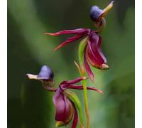 Semi di orchidea anatra volante, Caleana major, semi di selvatici serre da balcone esotiche di da giardino roccioso da esterno 200pcs