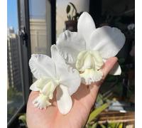 Semi di orchidea Cattleya - da giardino Cattleya Hybrida - da balcone decorazione floreale semi biologici regali per gli amanti del giardino 450pcs