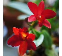 Semi di orchidea Cattleya, orchidea resistenti di Cattleya Hybrida, giardino roccioso resistenti rare per luoghi soleggiati 450pcs