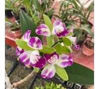 Semi di orchidea Cattleya - regali per gli amanti del giardino Cattleya Hybrida - da balcone decorazione floreale per luoghi soleggiati semi di da appartamento 300pcs