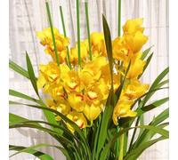 semi di orchidea cymbidium - balcone resistenti perenni serre giardino 100pcs